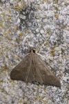 Mecyna asinalis