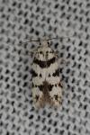 Pseudotelphusa scalella