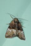 Mesoligia furuncula