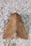 Mythimna albipuncta