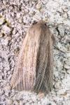 Mythimna riparia