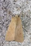 Mythimna vitellina