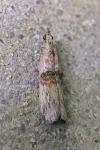 Nephopterix angustella