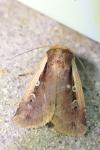 Ochropleura plecta