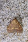 Ostrinia nubilalis