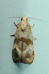 Phalonidia contractana