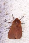 Phragmatobia fuliginosa
