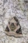 Pseudeustrotia candidula