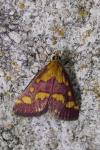 Pyrausta purpuralis