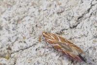 Pyroderces argyrogrammos