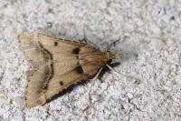 Stemmatophora brunnealis