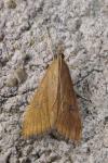 Udea ferrugalis