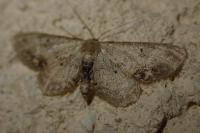 Idaea dimidiata