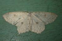 Cyclophora albipunctata