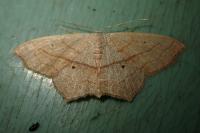 Scopula imitaria