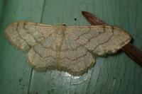 Idaea aversata