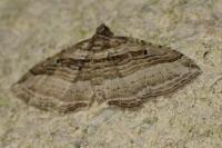 Costaconvexa polygrammata