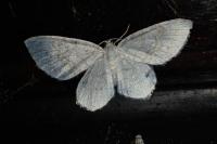 Asthena albulata