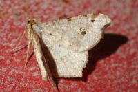 Macaria alternata