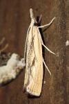 Ancylolomia tentaculella