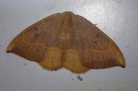 Watsonalla binaria