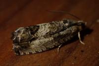 Cydia splendana