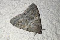 Catocala elocata