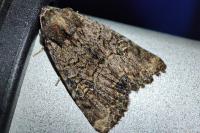 Mesapamea secalis / Mesapamea secalella