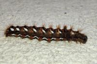 Acronicta rumicis