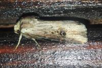 Axylia putris