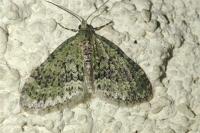 Acasis viretata