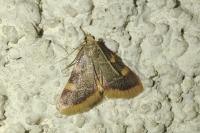 Hypsopygia costalis