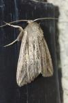 Mythimna riparia