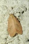 Miltochrista miniata
