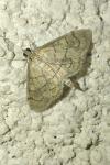 Anania verbascalis