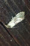Cochylis hybridella