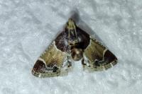 Pyralis farinalis