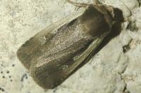 Ochropleura plecta