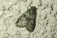 Cryphia algae