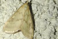 Ostrinia nubilalis