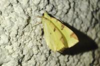 Opisthograptis luteolata