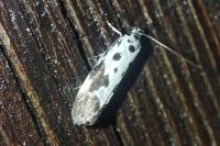 Ethmia quadrillella