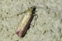 Oncocera semirubella
