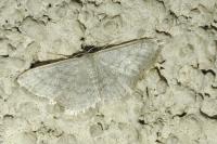 Idaea subsericeata