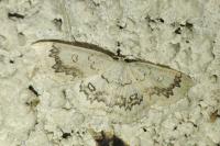 Cyclophora annularia