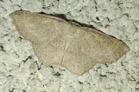 Cyclophora ruficiliaria