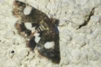 Tyta luctuosa