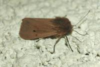 Phragmatobia fuliginosa