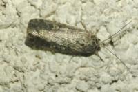 Spodoptera exigua