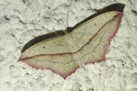 Timandra comae